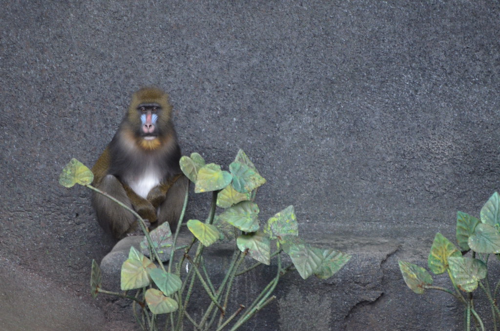 Brookfield Zoo 123