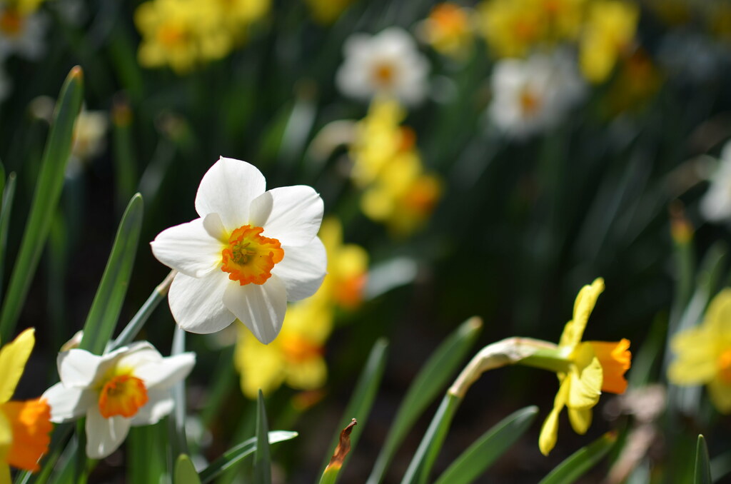 Spring at the Morton Arboretum 090
