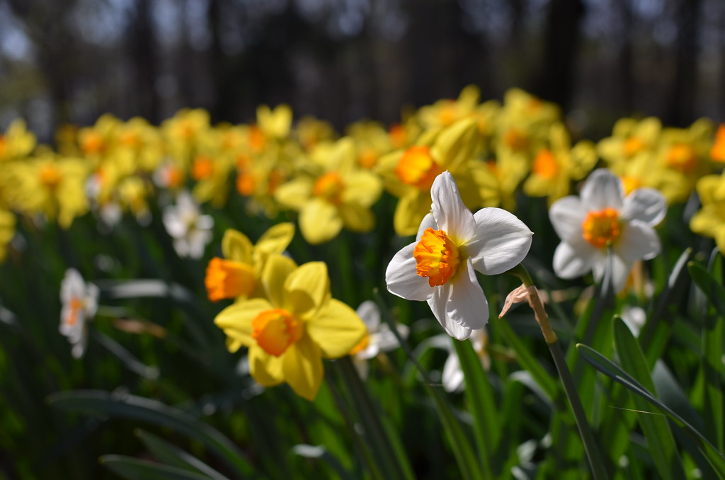 Spring at the Morton Arboretum 130