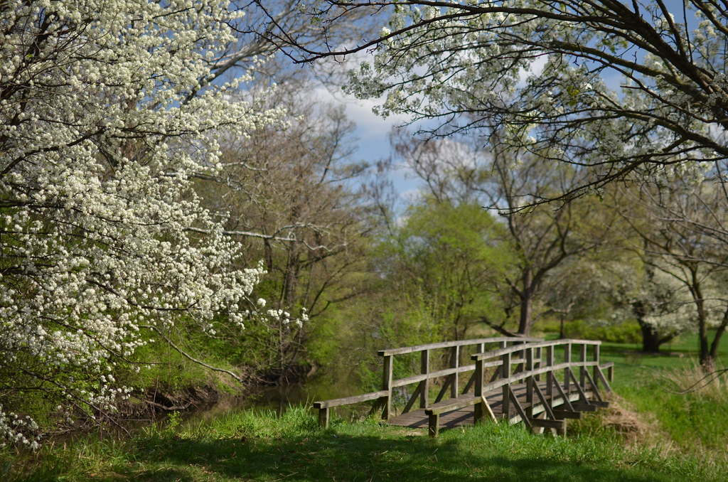 Spring at the Morton Arboretum 296