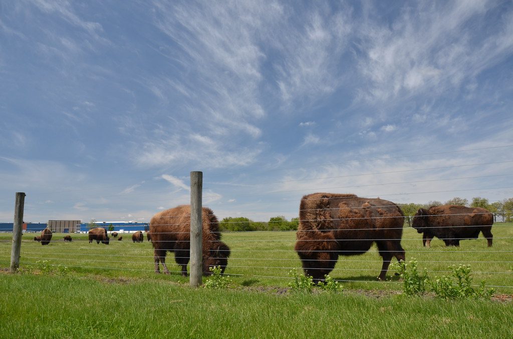 Fermilab Bison 040