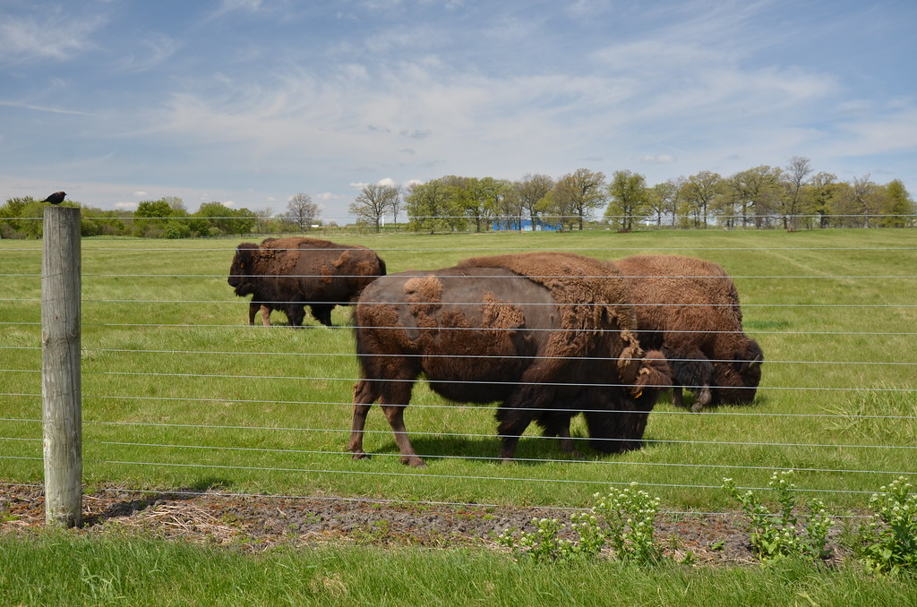 Fermilab Bison 042