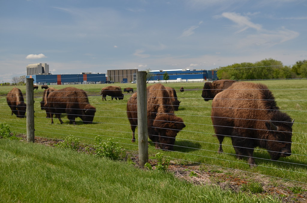 Fermilab Bison 048