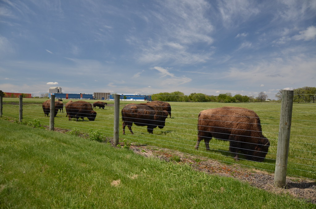 Fermilab Bison 050