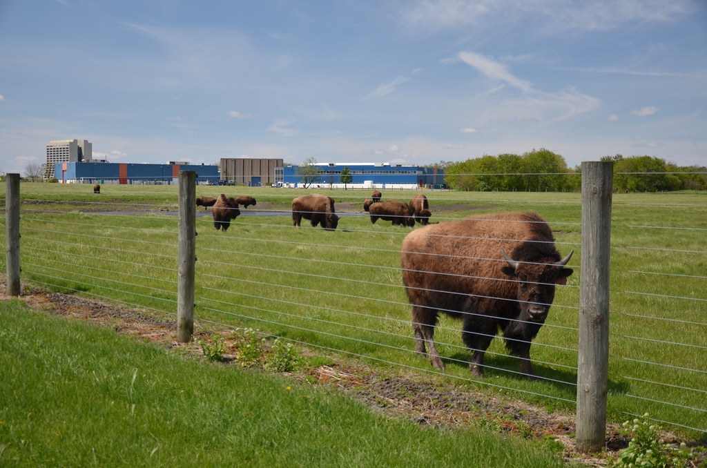 Fermilab Bison 038