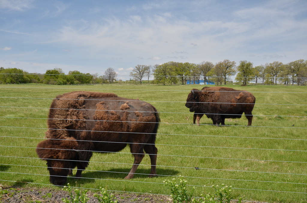 Fermilab Bison 039