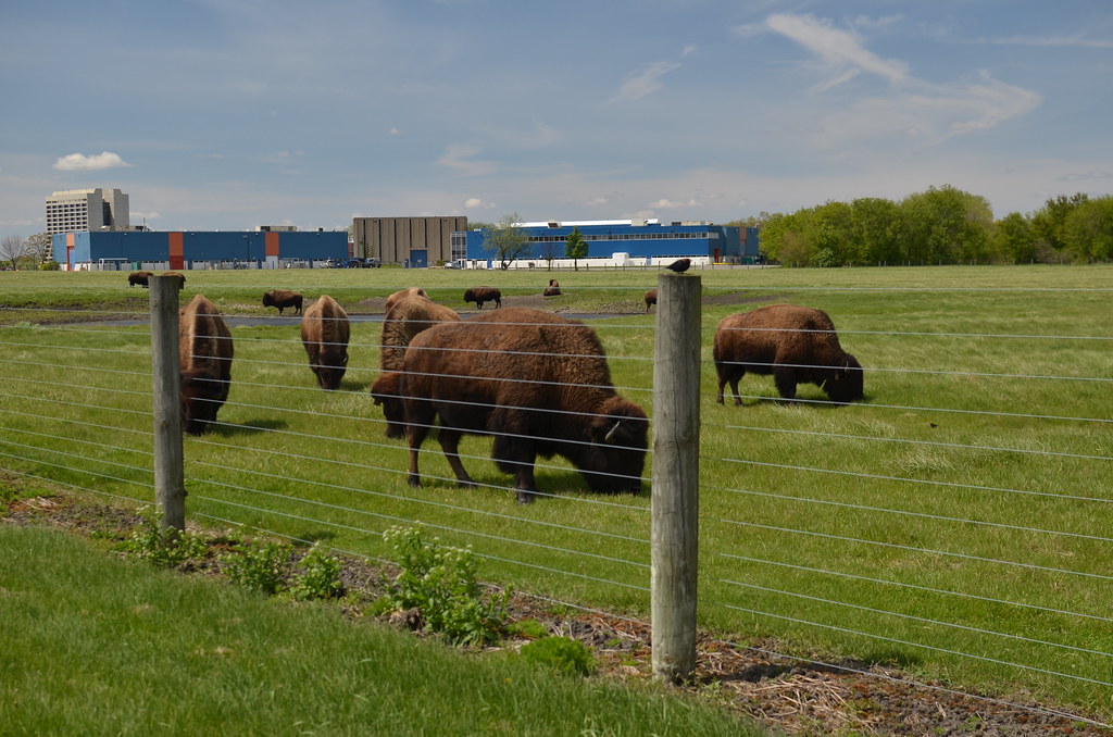 Fermilab Bison 045