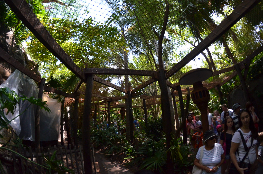 Disney’s Animal Kingdom 168