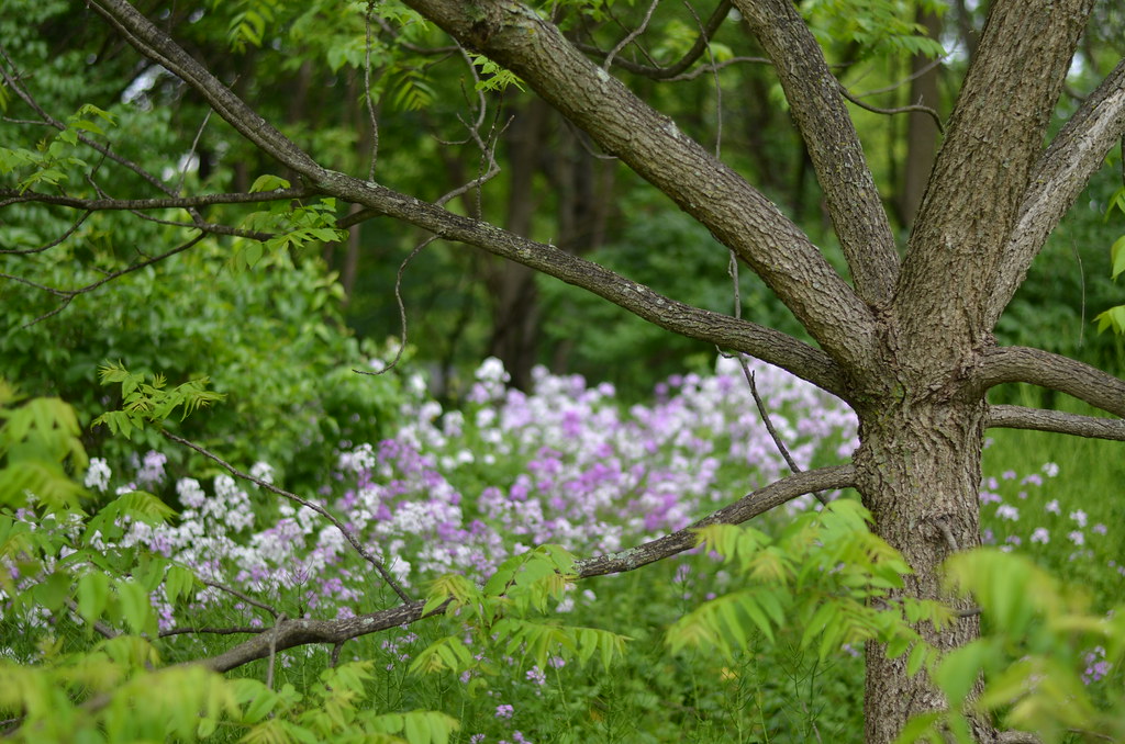 Naperville 045