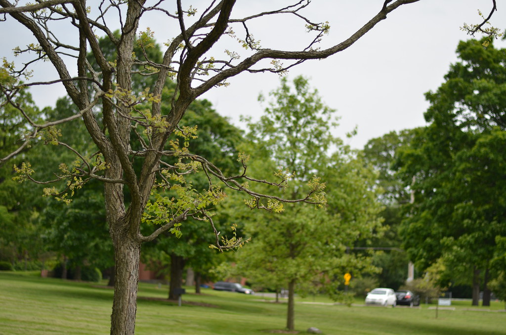 Naperville 036