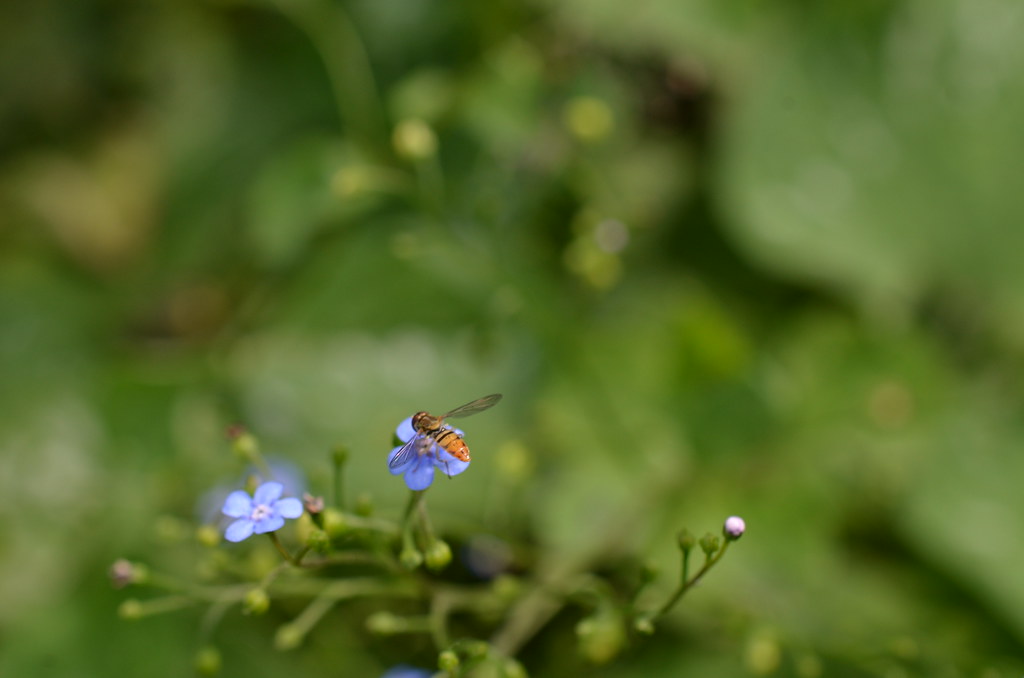 Tiny Bee Brunnera Macrophylla