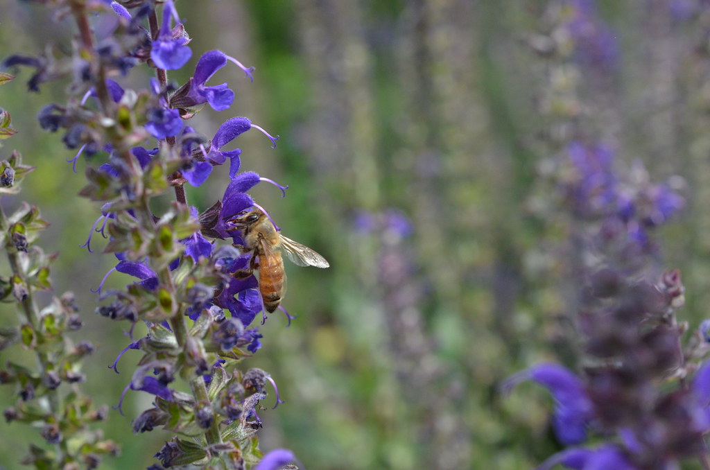 Honey Bee on Agastache