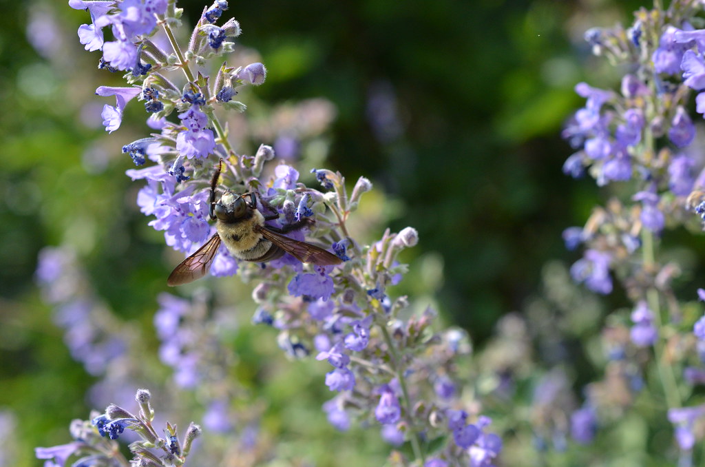 Big Bumblebee (Carpenter Bee)