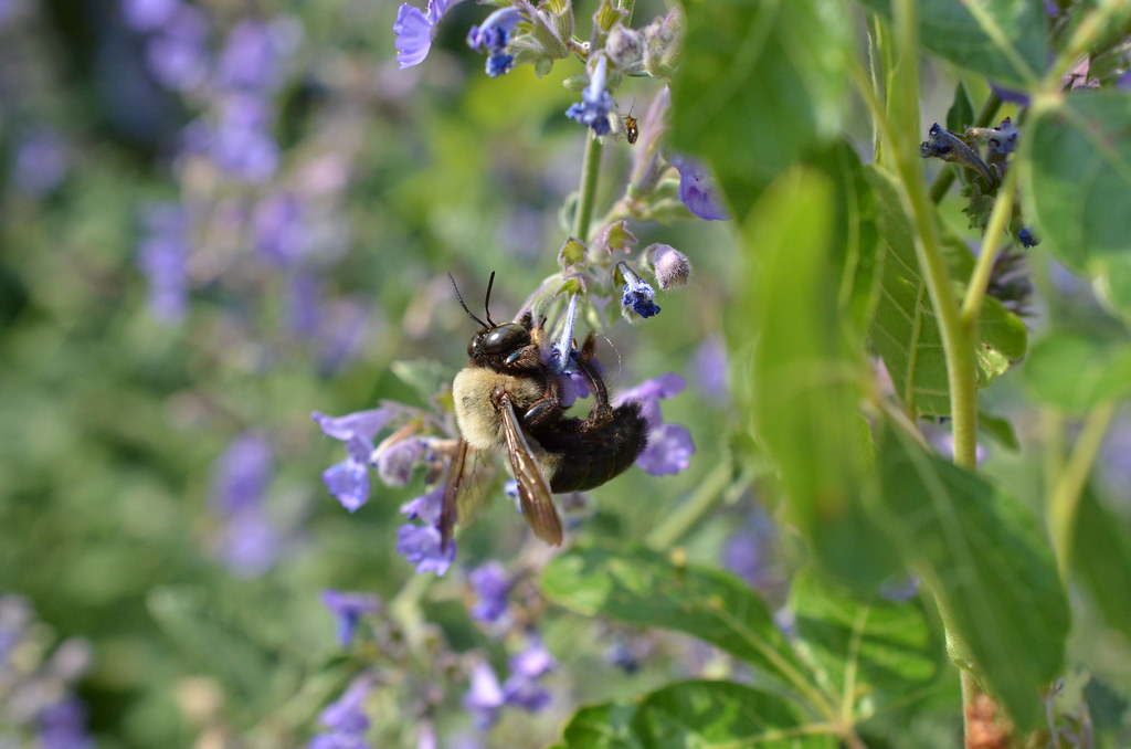 Carpenter Bee at the The Morton Arboretum