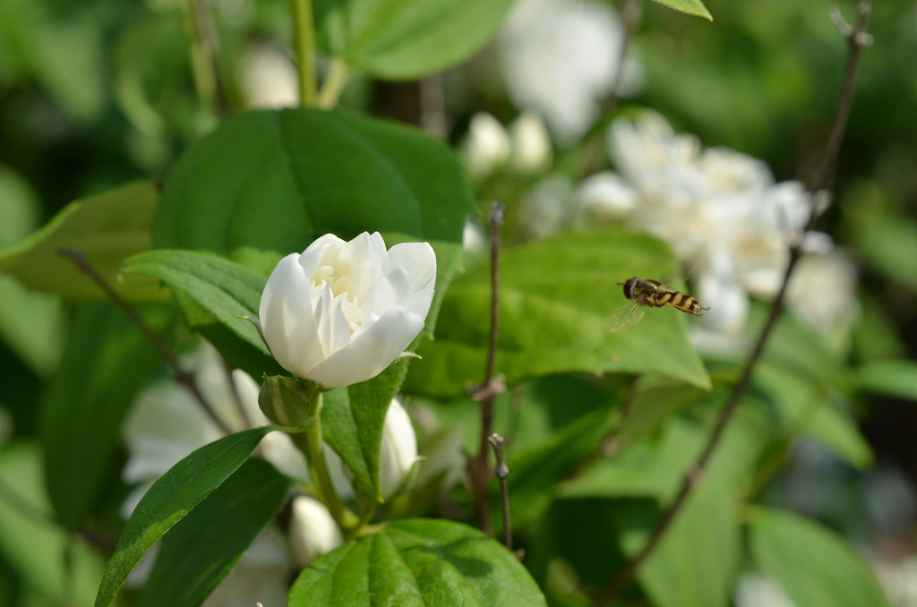 Super Tiny Bee