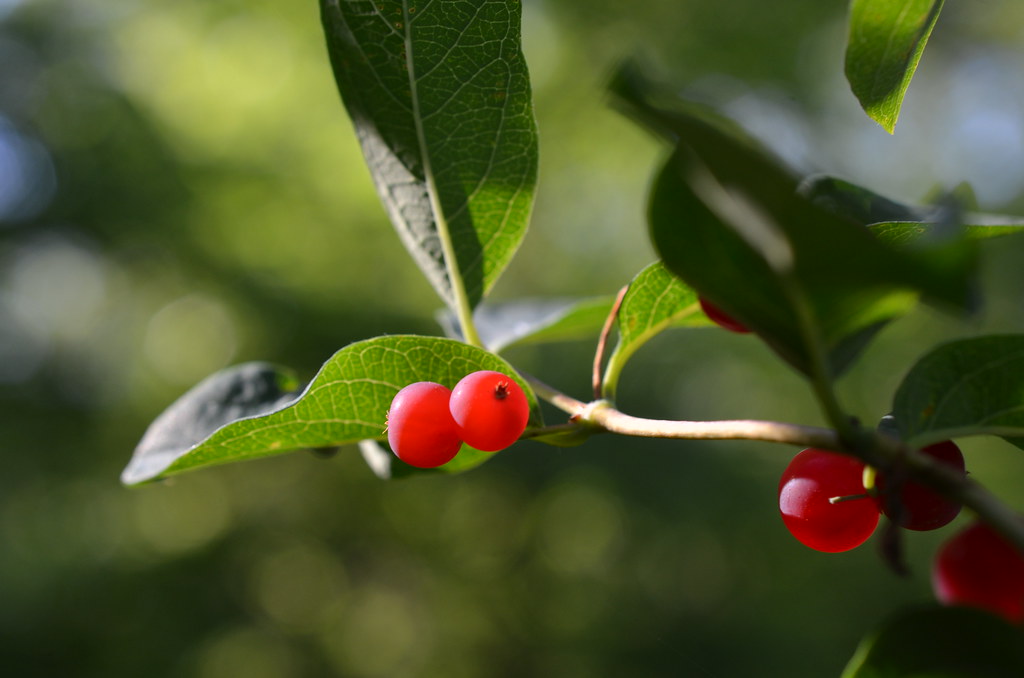 Red Berries on Branch