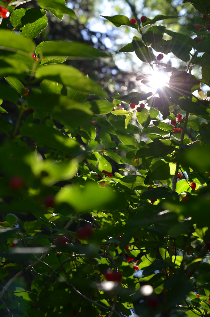 Sunlight through foliage