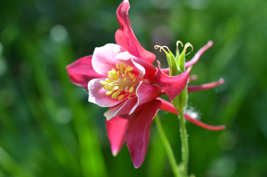 Cantigny Park 066