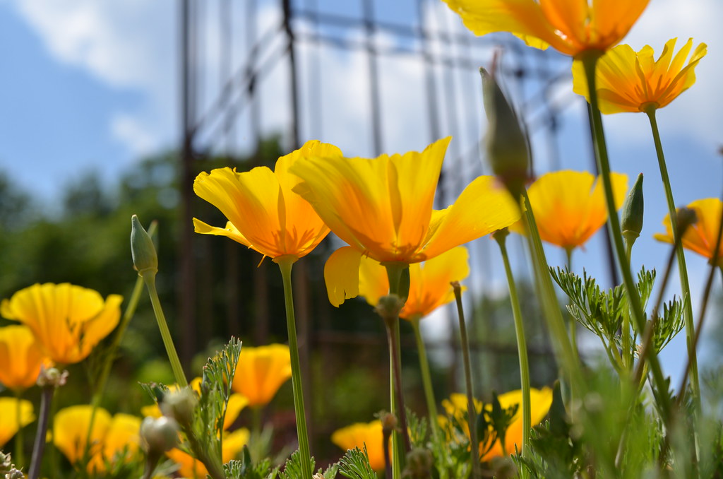 Cantigny Park 238