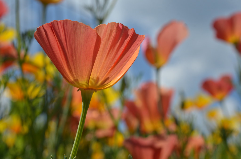 Cantigny Park 247
