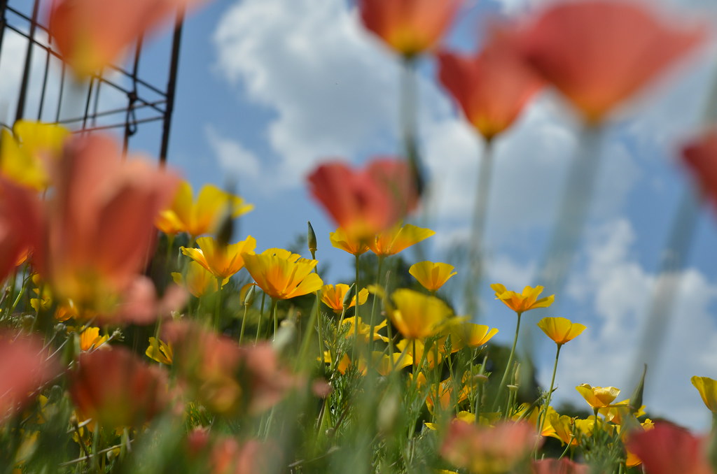 Cantigny Park 258