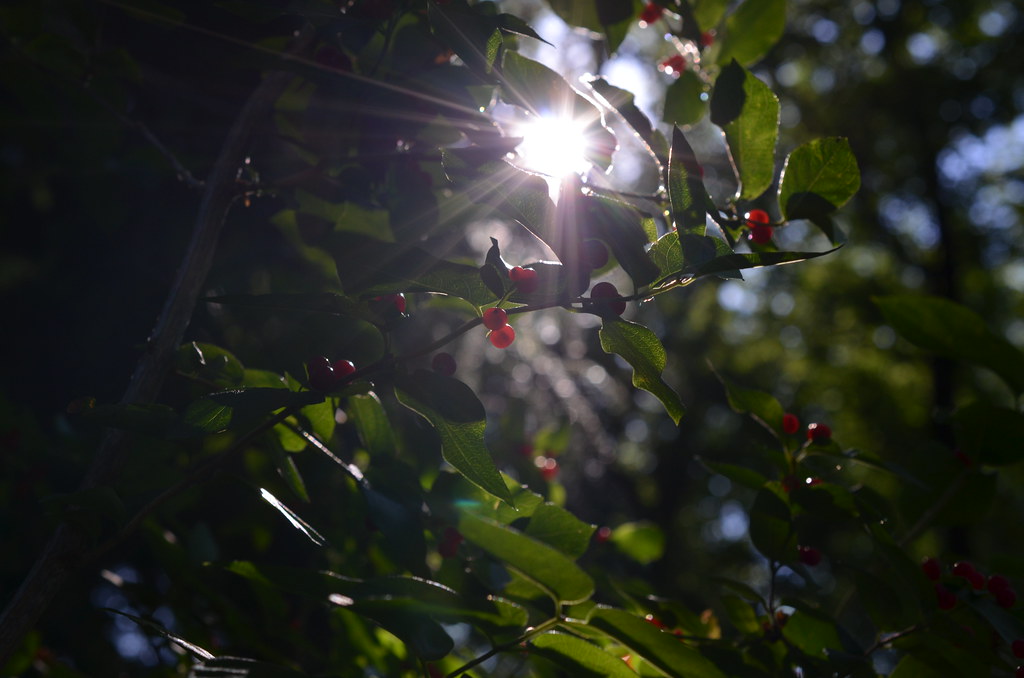 Sunlight through branches
