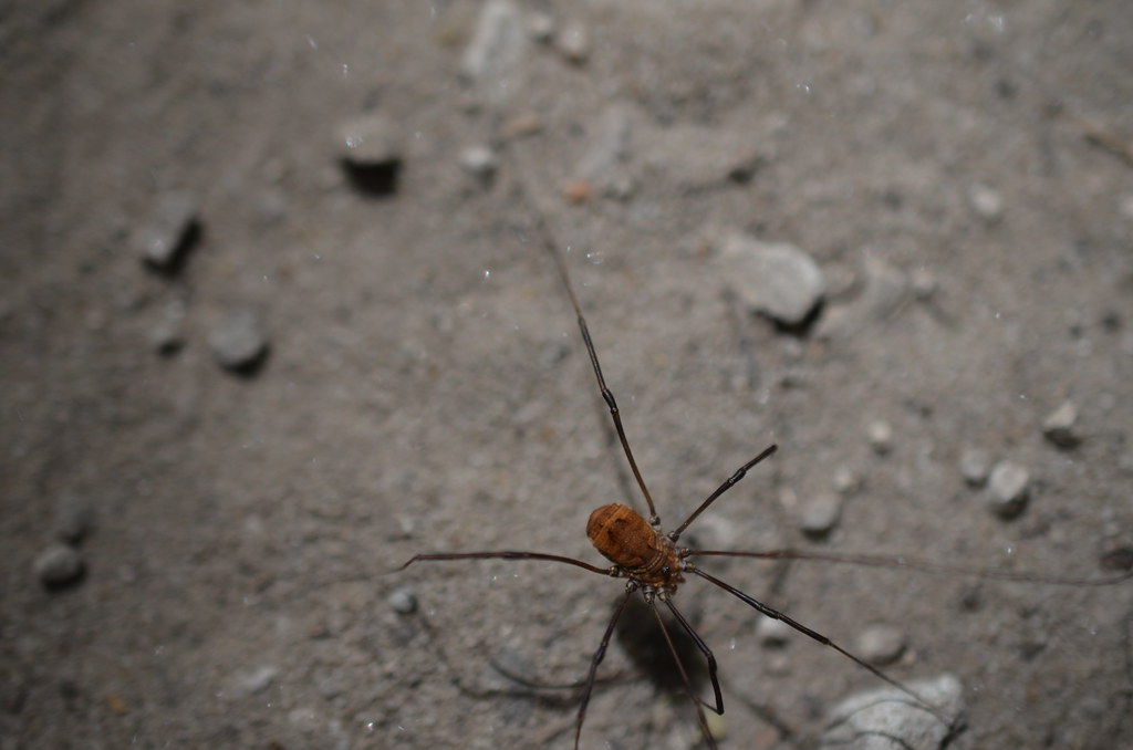 Spider