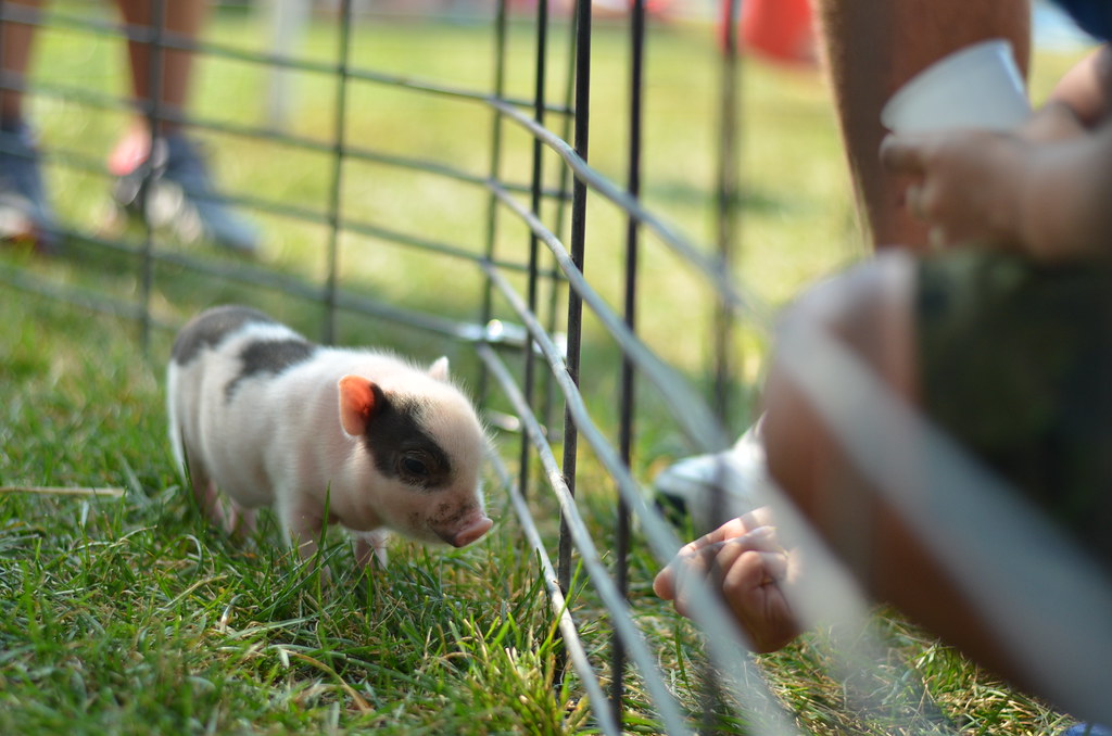 Tiny Baby Piggy