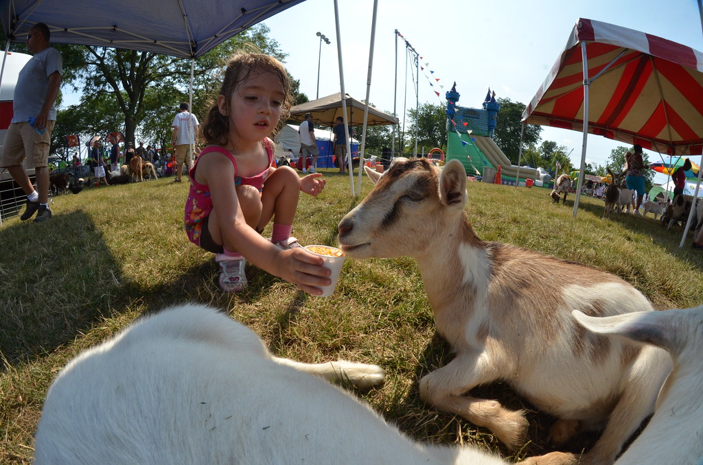 Naperville Ribfest 154