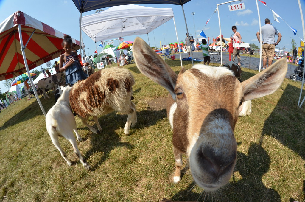 Naperville Ribfest 146