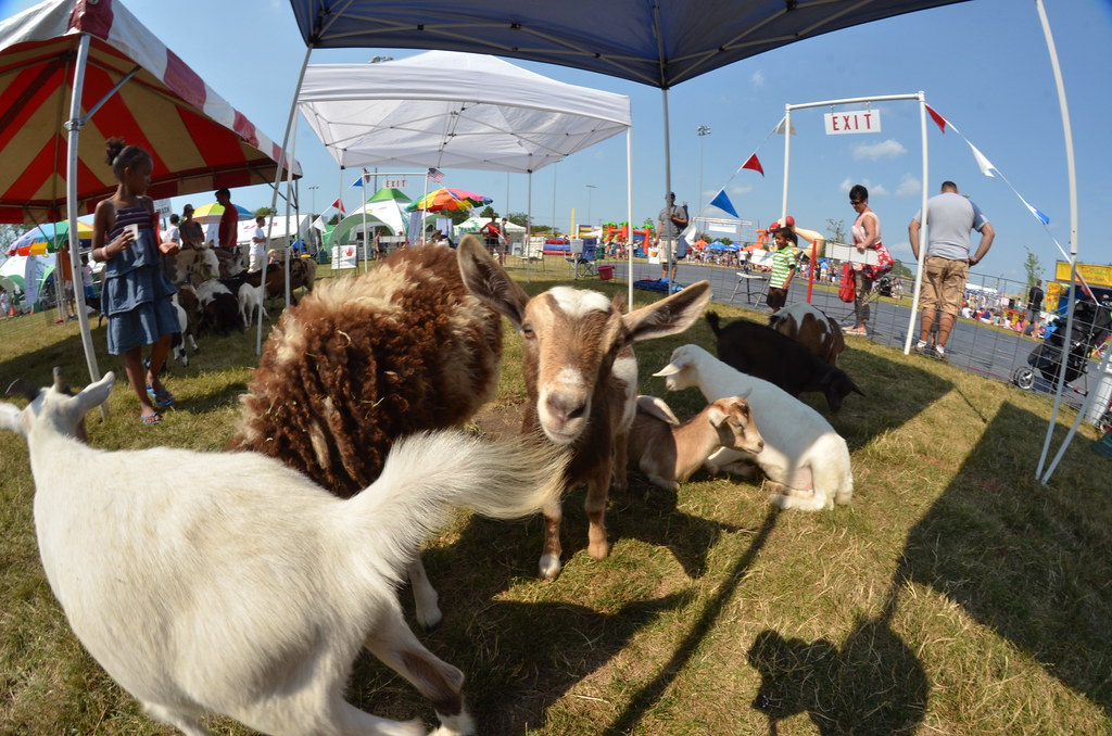 Naperville Ribfest 144
