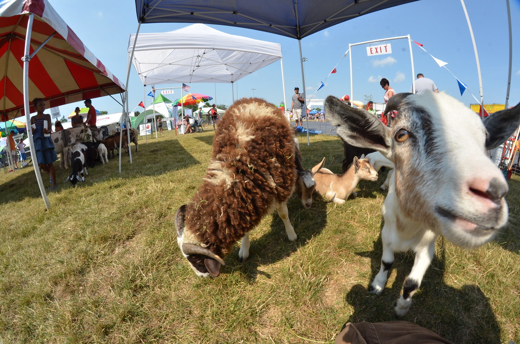 Naperville Ribfest 142