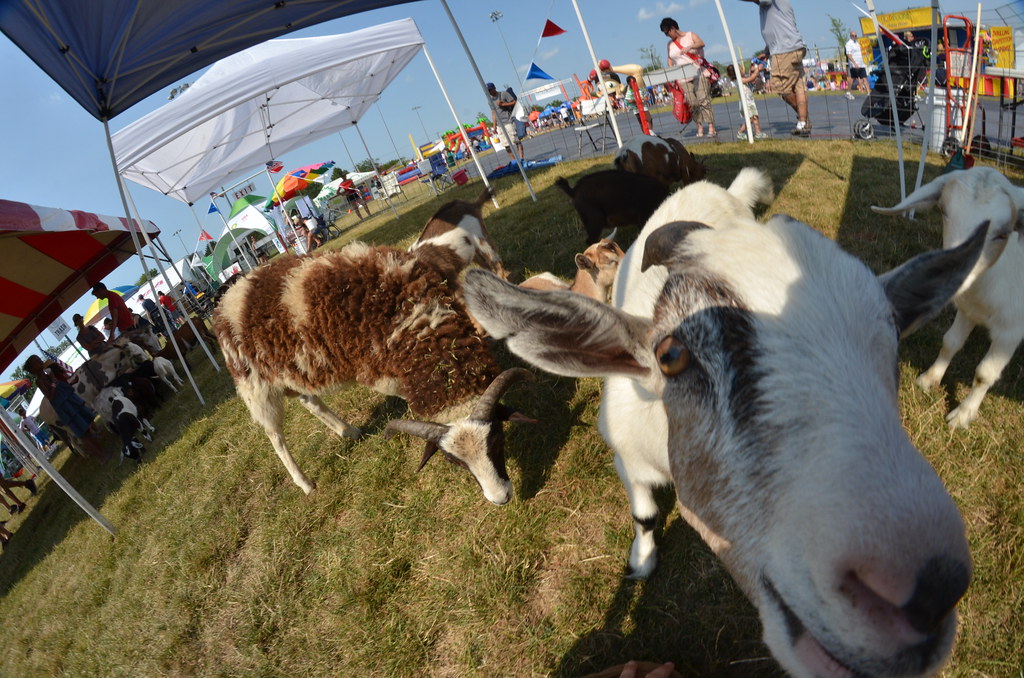 Naperville Ribfest 139