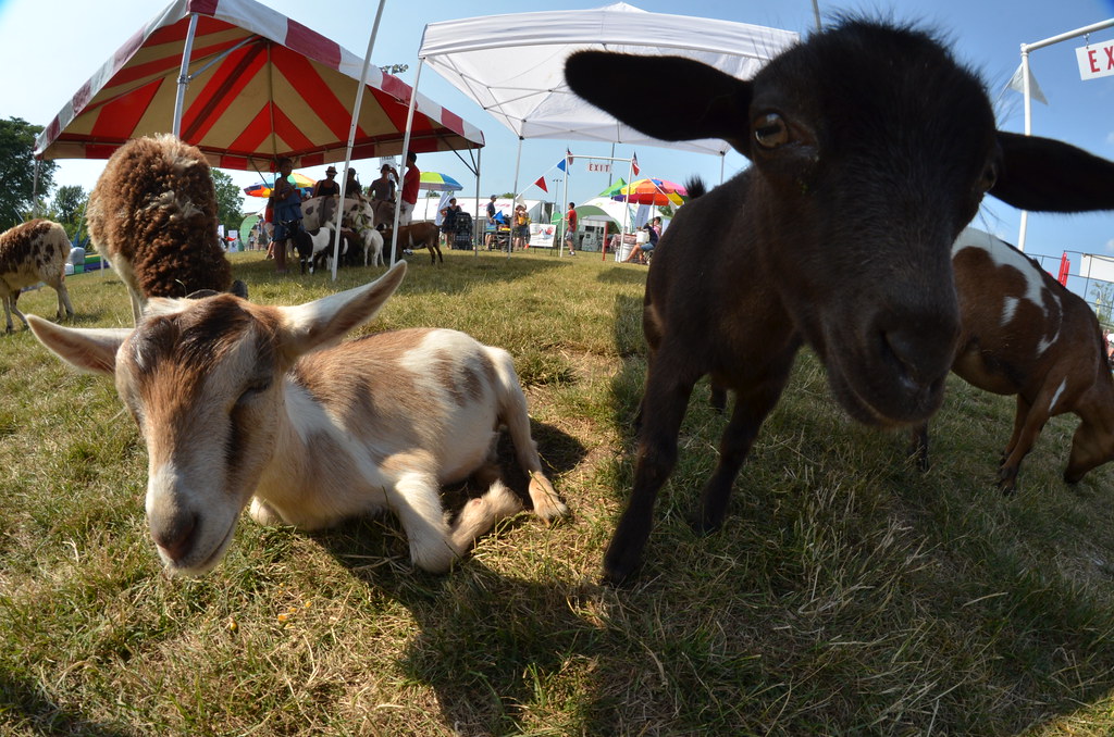 Naperville Ribfest 137