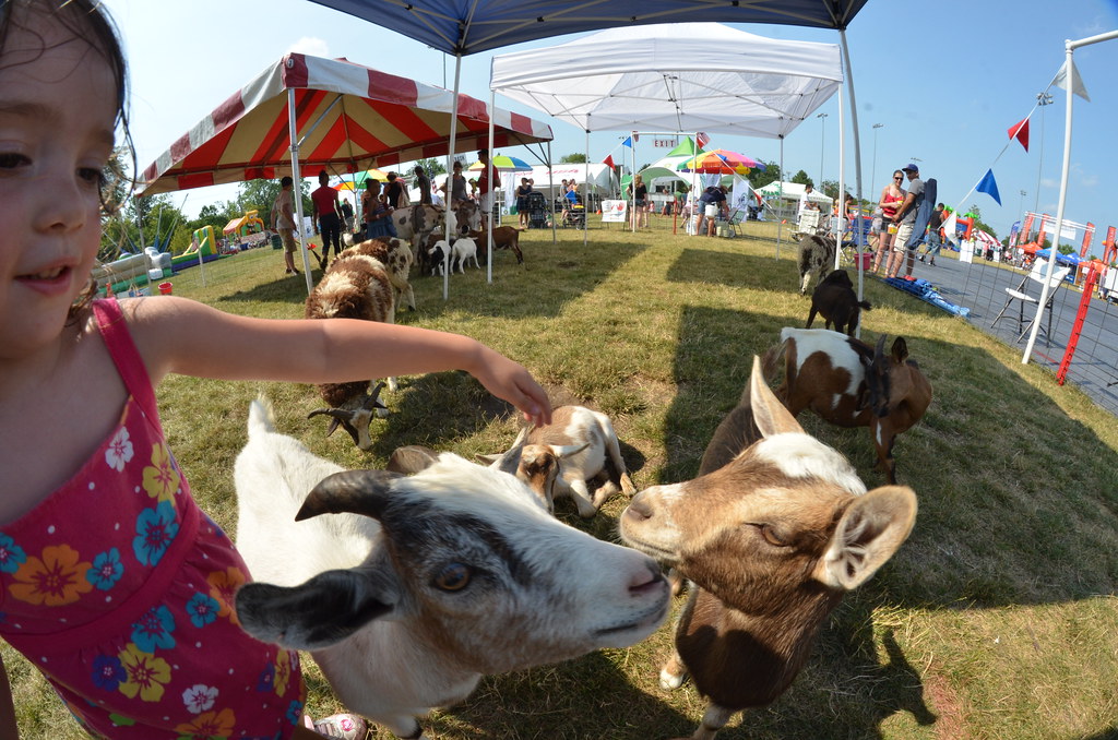 Naperville Ribfest 136