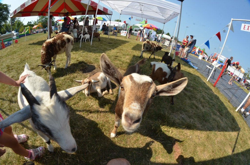 Naperville Ribfest 135