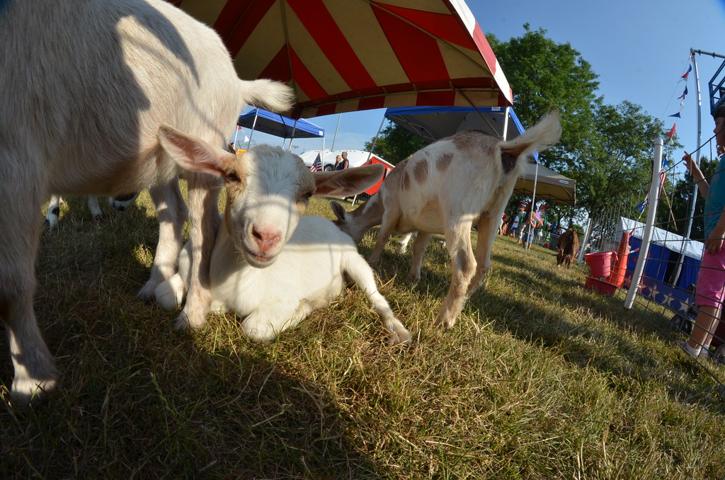 Naperville Ribfest Petting Zoo