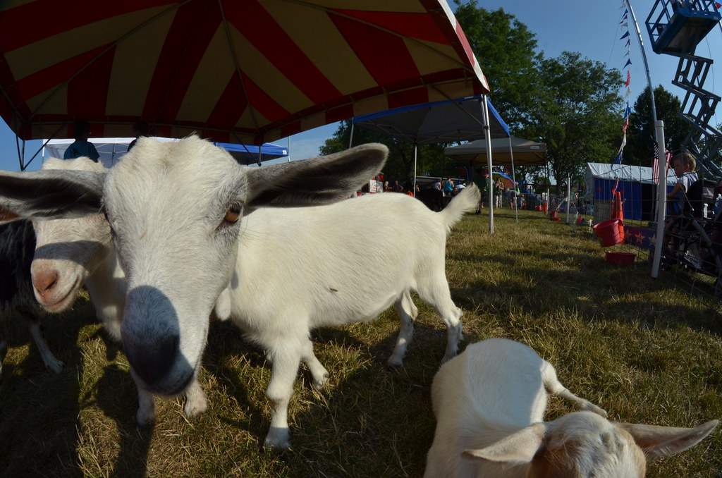 Naperville Ribfest 316