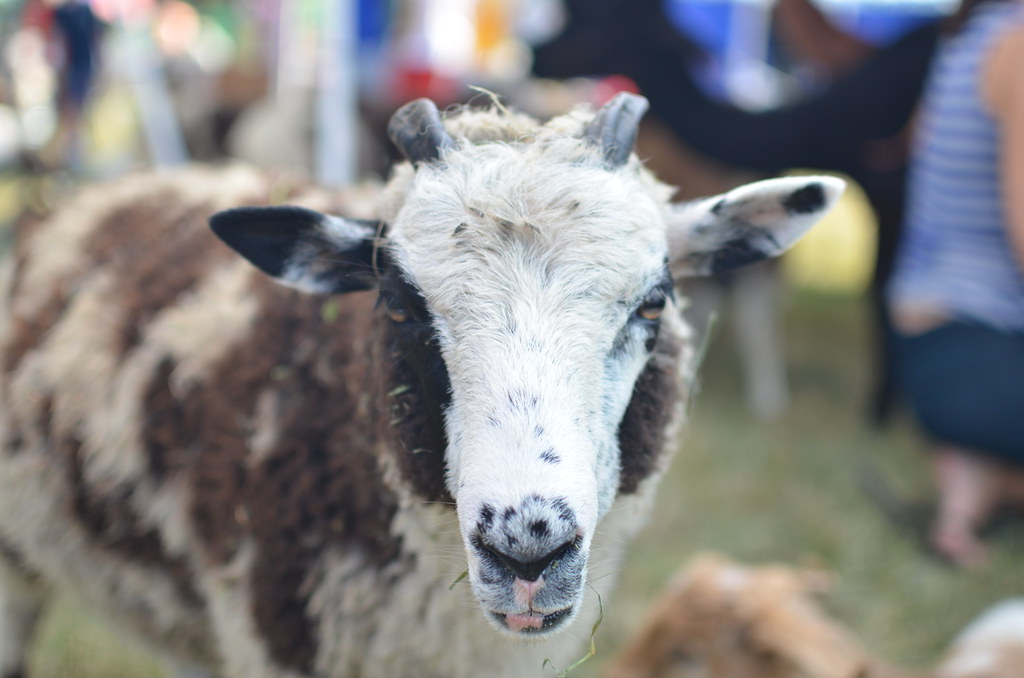 Naperville Ribfest 312