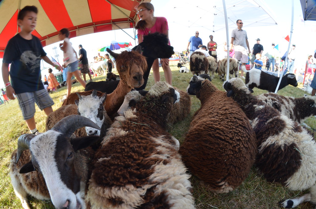 Naperville Ribfest 058