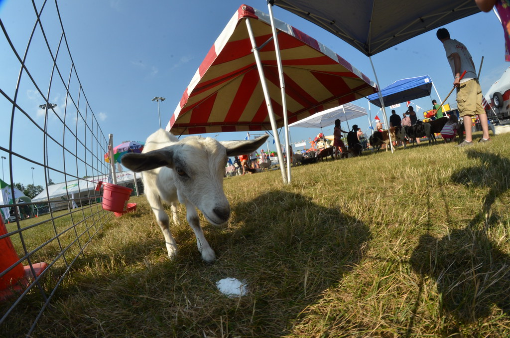 Naperville Ribfest 008
