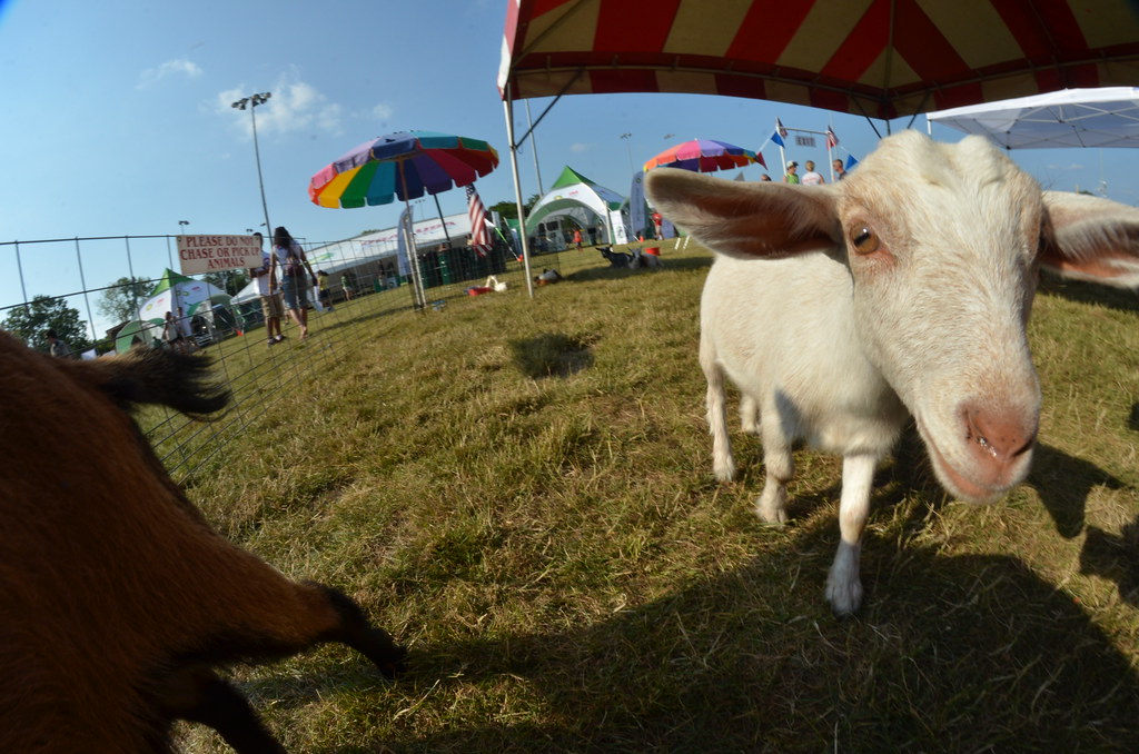 Naperville Ribfest 007