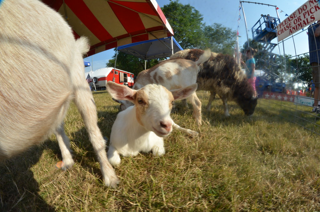 Naperville Ribfest 003