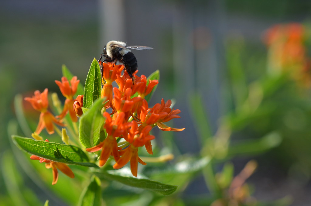 Bee on Flowers