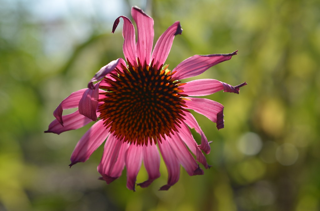 Purple Flower