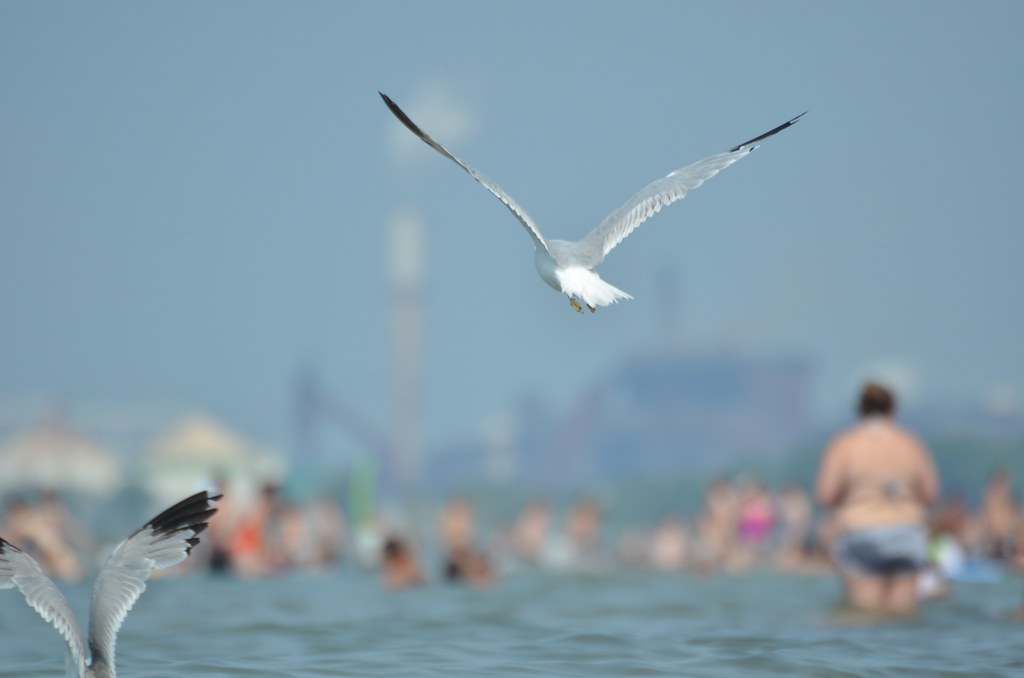 Northwest Indiana Lakeshore 102