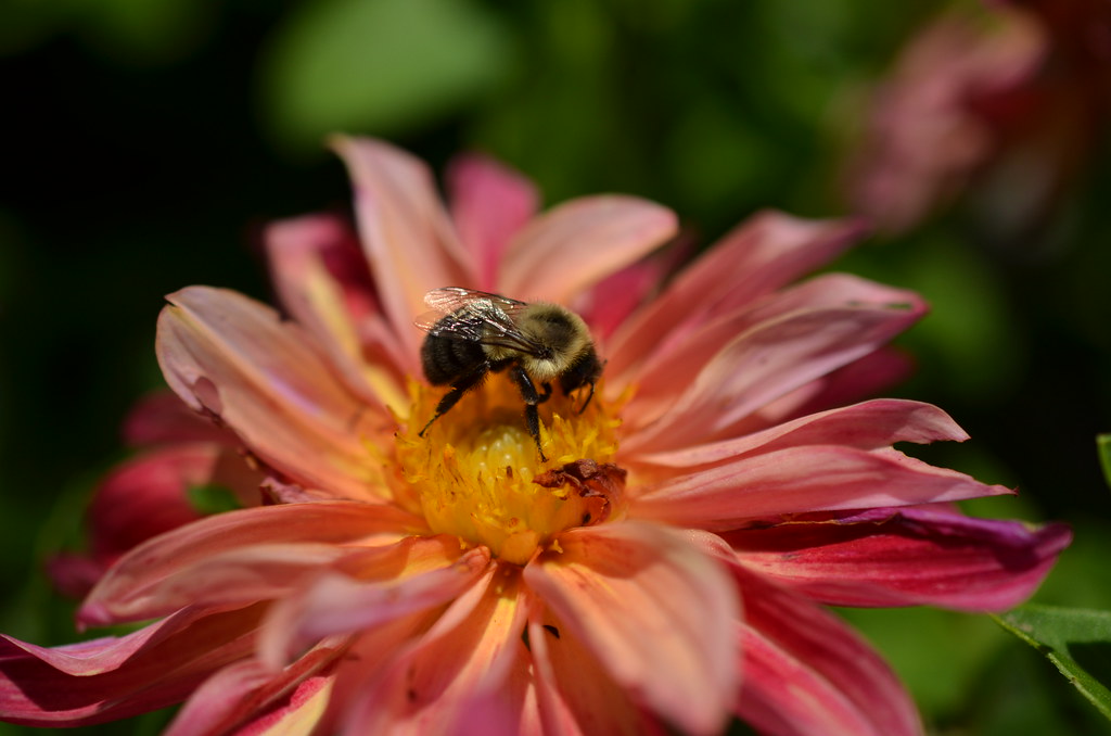 Morton Arboretum 033