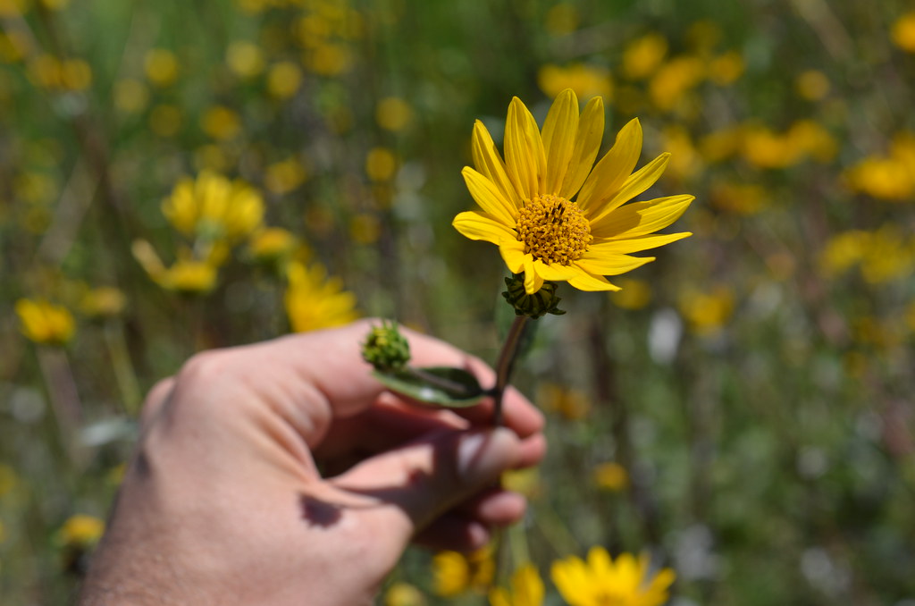 Morton Arboretum 012