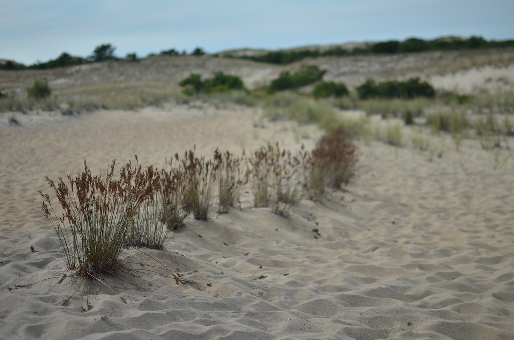 Provincetown Dunes 372