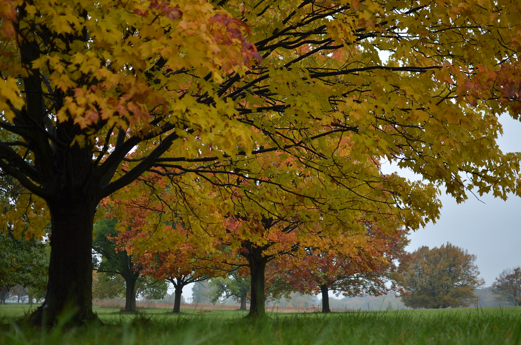 Autumn 034